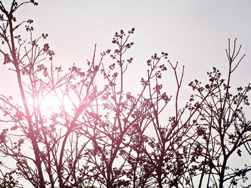 Carolina Serrano Mendoza